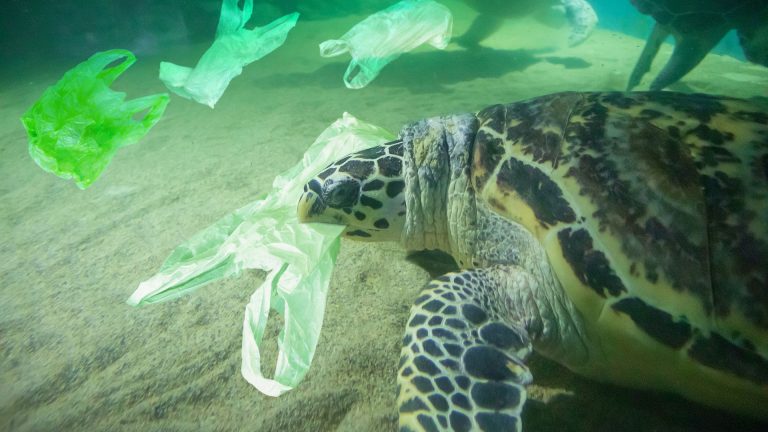 Turtle and plastic bags in ocea pollution - 100 Ways in 100 Days e-learning programme