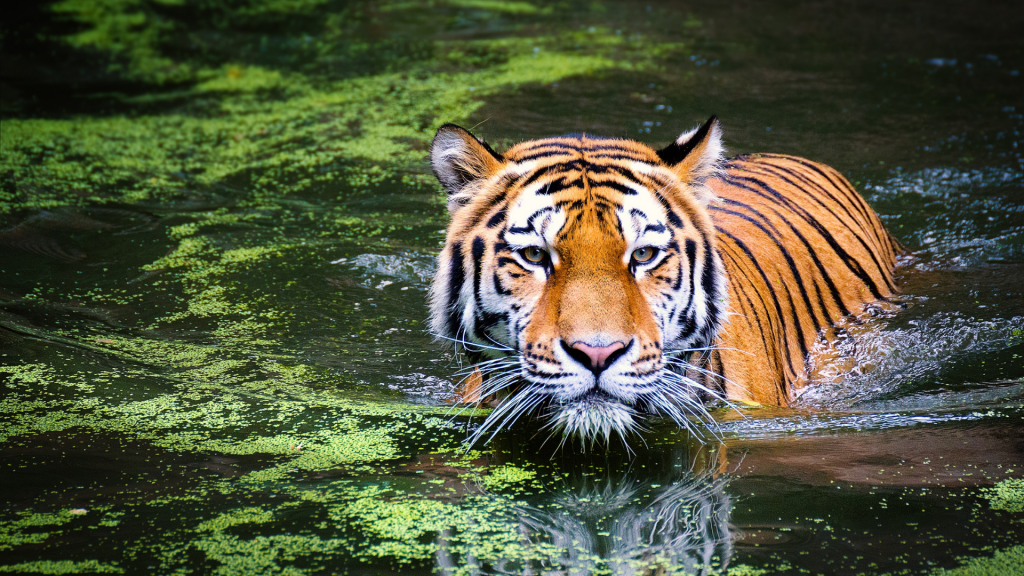 Swimming tiger. 100 Ways in 100 Days sustainability e-learning programme