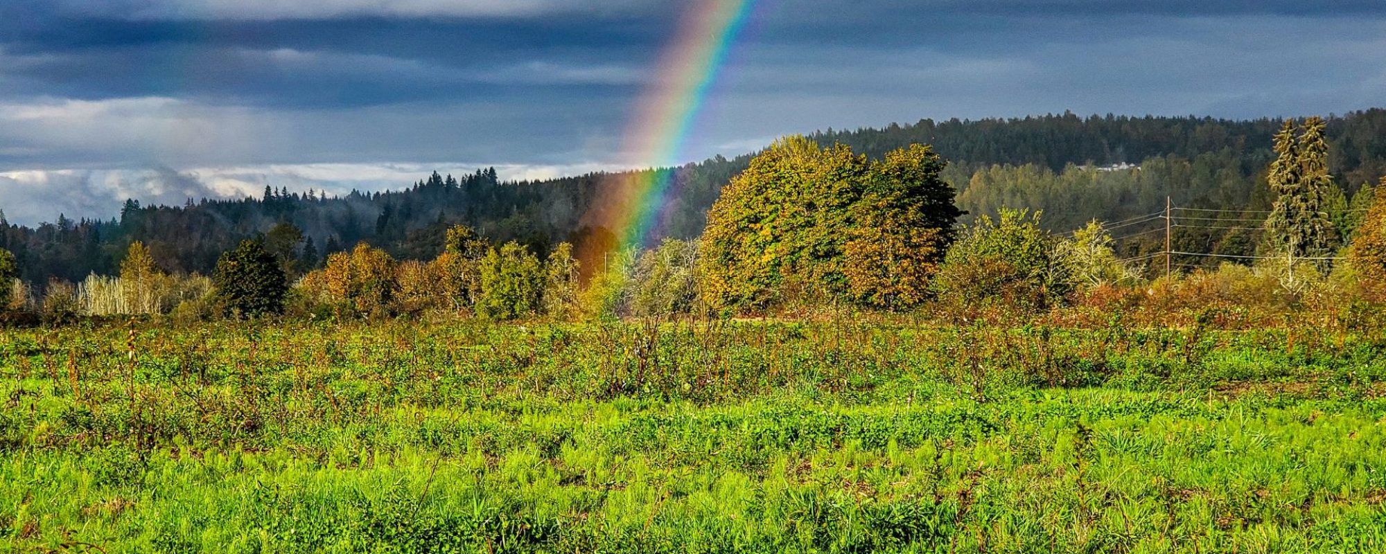 Gold at the end of the rainbow. Save Money, Save the Planet, the newsletter from 100 Ways in 100 Days, the e-learning programme that helps people live more sustainably.