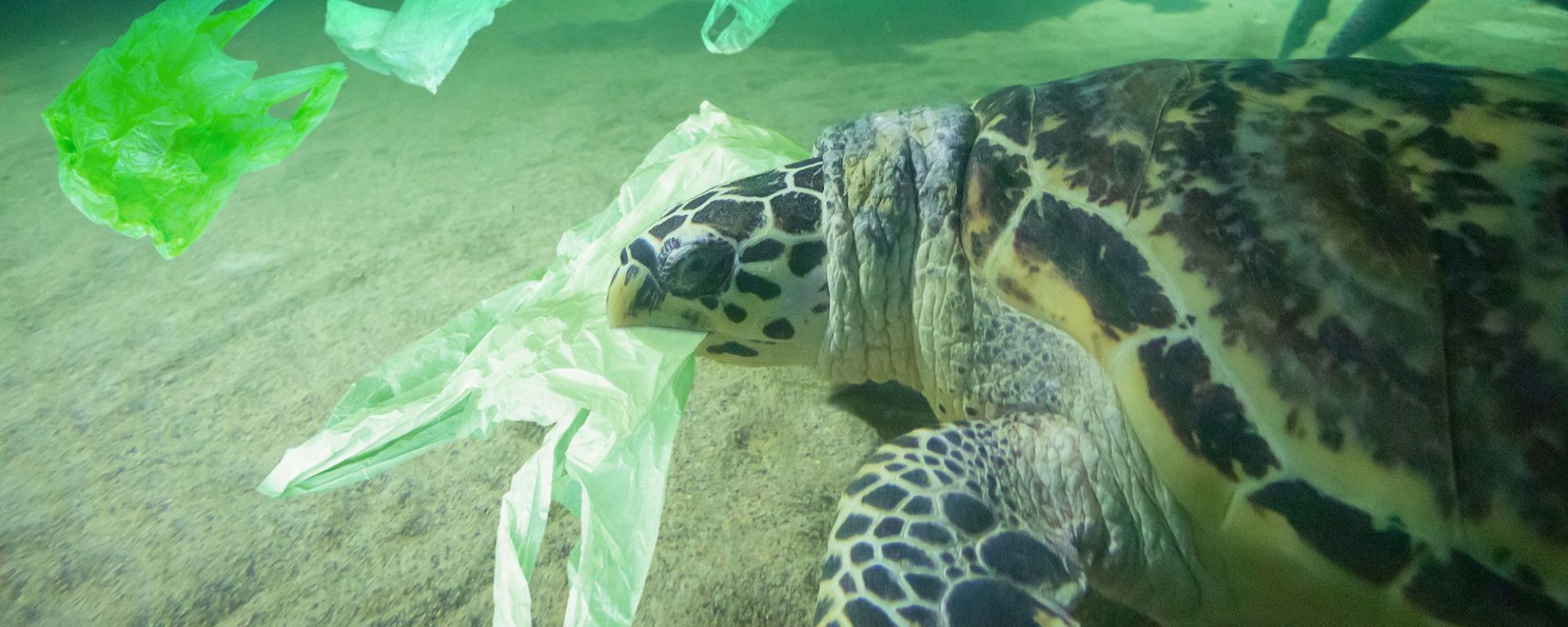 Turtle and plastic bags in ocea pollution - 100 Ways in 100 Days e-learning programme